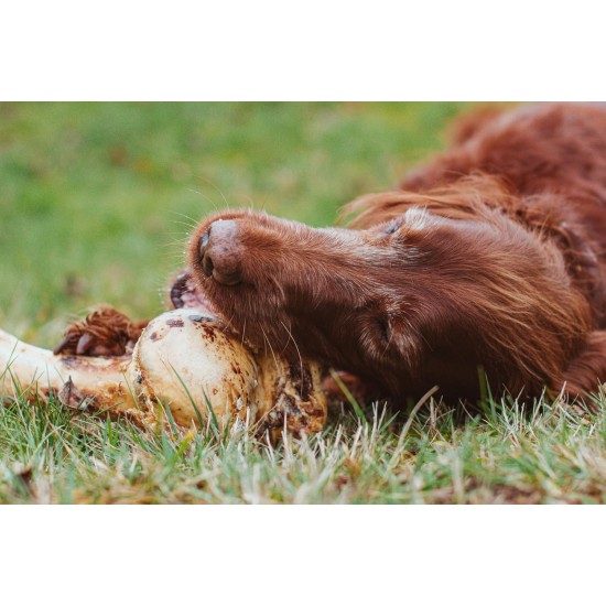 Dibo Mammoth Bones, approx. 40 cm, 1 piece large natural chew snack or treat for between meals, dog food, quality chewing item without chemicals from Dibo Dibo Mammoth Bones, approx. 40 cm, 1 piece large natural chew snack or treat for between meals, dog food, quality chewing item without chemicals from Dibo