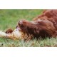 Dibo Mammoth Bones, approx. 40 cm, 1 piece large natural chew snack or treat for between meals, dog food, quality chewing item without chemicals from Dibo Dibo Mammoth Bones, approx. 40 cm, 1 piece large natural chew snack or treat for between meals, dog food, quality chewing item without chemicals from Dibo