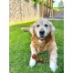 Flamingo Rubba Bone Dog Toy - Brown, Made of Natural Rubber, Robust and Safe, 18 x 6.5 x 4.5 cm, Ideal for Labrador, Border Collie, Australian Shepherd, Golden Retriever etc. Flamingo Rubba Bone Dog Toy - Brown, Made of Natural Rubber, Robust and Safe, 18 x 6.5 x 4.5 cm, Ideal for Labrador, Border Collie, Australian Shepherd, Golden Retriever etc.