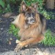 Nylabone Dura Chicken Chew, X-Large