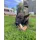 Nylabone Dura Chicken Chew, X-Large Nylabone Dura Chicken Chew, X-Large