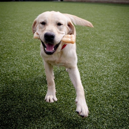 Nylabone Dura Chicken Chew, X-Large Nylabone Dura Chicken Chew, X-Large