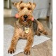 Nylabone Dura Chicken Chew, X-Large Nylabone Dura Chicken Chew, X-Large