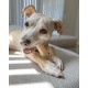 Nylabone Dura Chicken Chew, X-Large Nylabone Dura Chicken Chew, X-Large