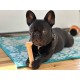 Nylabone Dura Chicken Chew, X-Large Nylabone Dura Chicken Chew, X-Large