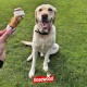 Rosewood Trio Bones with Chicken - Cattle Skin Dental Chew Bones - Grain & Gluten Free, No Artificial Additives - 90g Rosewood Trio Bones with Chicken - Cattle Skin Dental Chew Bones - Grain & Gluten Free, No Artificial Additives - 90g