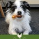 SmartBones Chew Bone Large - Chew Snack with Chicken for Large Dogs, Bones with Soft Texture, No Raw Skin, 1 Piece SmartBones Chew Bone Large - Chew Snack with Chicken for Large Dogs, Bones with Soft Texture, No Raw Skin, 1 Piece