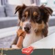 SmartBones Chew Bone Mini - Chew Snack with Beef Flavour for Small Dogs, Bones with Soft Texture, No Raw Skin, Pack of 8 SmartBones Chew Bone Mini - Chew Snack with Beef Flavour for Small Dogs, Bones with Soft Texture, No Raw Skin, Pack of 8