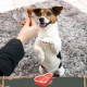 SmartBones Chew Bone Mini - Chew Snack with Beef Flavour for Small Dogs, Bones with Soft Texture, No Raw Skin, Pack of 8 SmartBones Chew Bone Mini - Chew Snack with Beef Flavour for Small Dogs, Bones with Soft Texture, No Raw Skin, Pack of 8