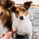 SmartBones Chicken Wrapped Sticks Medium - Hundesnack mit Huhn für mittelgroße Hunde, Kaustangen mit weicher Textur, ohne Rohhaut, 5 Stück SmartBones Chicken Wrapped Sticks Medium - Hundesnack mit Huhn für mittelgroße Hunde, Kaustangen mit weicher Textur, ohne Rohhaut, 5 Stück