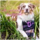 SnackOMio – Premium Hundesnack – Knusprige Kaustange an Hühnerbrustfilet, getreidefrei, 1er Pack (1 x 200g) SnackOMio – Premium Hundesnack – Knusprige Kaustange an Hühnerbrustfilet, getreidefrei, 1er Pack (1 x 200g)