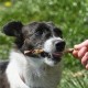8in1 Delights Pro Dental Healthy Chew Bone Chew Sticks for Dogs for Dental Care Various Sizes: 8in1 Delights Pro Dental Healthy Chew Bone Chew Sticks for Dogs for Dental Care Various Sizes: