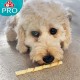 8in1 Delights Pro Dental Healthy Chew Bone Chew Sticks for Dogs for Dental Care Various Sizes: 8in1 Delights Pro Dental Healthy Chew Bone Chew Sticks for Dogs for Dental Care Various Sizes: