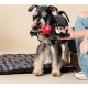 CERDA Life's Little Moments - for Fan Pets | Mickey Mouse Dental String - Officially Licensed by Disney® CERDA Life's Little Moments - for Fan Pets | Mickey Mouse Dental String - Officially Licensed by Disney®