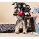 CERDA Life's Little Moments - for Fan Pets | Mickey Mouse Dental String - Officially Licensed by Disney® CERDA Life's Little Moments - for Fan Pets | Mickey Mouse Dental String - Officially Licensed by Disney®