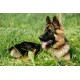 Canina KRÄUTER-DOC Niere & Harnblase 300g Canina KRÄUTER-DOC Niere & Harnblase 300g