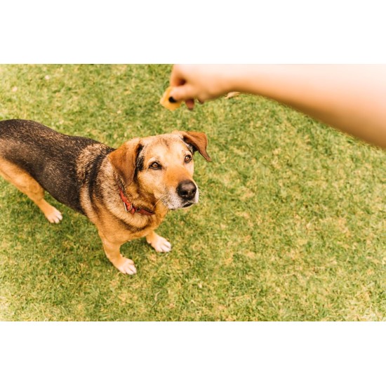 Canina Pharma GmbH Biotin Forte Powder for Dogs Canina Pharma GmbH Biotin Forte Powder for Dogs