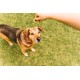 Canina Pharma GmbH Biotin Forte Powder for Dogs Canina Pharma GmbH Biotin Forte Powder for Dogs