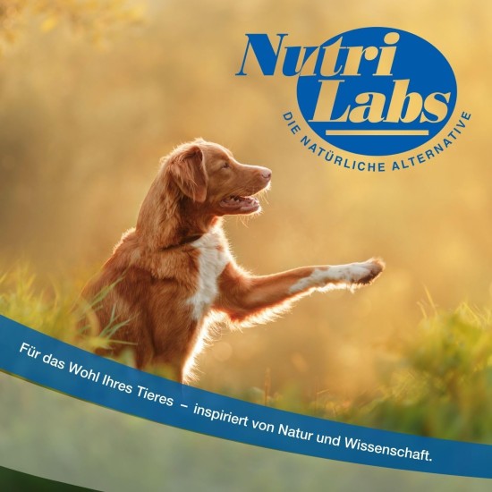 NutriLabs Geridex® Tablets for Senior Dogs Pack of 250 - Senior Tablets for Dogs with Glucosamine, Hawthorn and Much More - Dog Dietary Supplement - Devil's Claw Tablets - MSM Dog NutriLabs Geridex® Tablets for Senior Dogs Pack of 250 - Senior Tablets for Dogs with Glucosamine, Hawthorn and Much More - Dog Dietary Supplement - Devil's Claw Tablets - MSM Dog