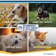 Nutriscience NutriScience SeniorAid Multivitamin for Older Dogs and Cats Liquid 250ml Nutriscience NutriScience SeniorAid Multivitamin for Older Dogs and Cats Liquid 250ml