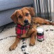 OMNi BiOTiC CAT & DOG | 60g | 2 Bacterial Strains | Up to 7.5 Billion Germs Per Daily Dose | Powder | Probiotic Supplementary Food for Dogs and Cats OMNi BiOTiC CAT & DOG | 60g | 2 Bacterial Strains | Up to 7.5 Billion Germs Per Daily Dose | Powder | Probiotic Supplementary Food for Dogs and Cats