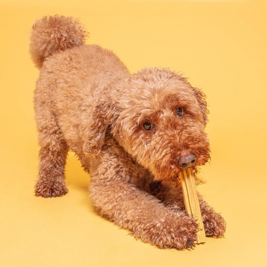 Pooch & Mutt - Training Dental Sticks for Dogs Peanut Butter Flavoured 1 Pack of 7 Sticks Pooch & Mutt - Training Dental Sticks for Dogs Peanut Butter Flavoured 1 Pack of 7 Sticks
