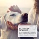 Ruhepol Tablets for Dogs Pack of 120 - with Valerian and St. John's Wort I Feel Good, Move, New Year's Eve, Loss with High Acceptance Ruhepol Tablets for Dogs Pack of 120 - with Valerian and St. John's Wort I Feel Good, Move, New Year's Eve, Loss with High Acceptance