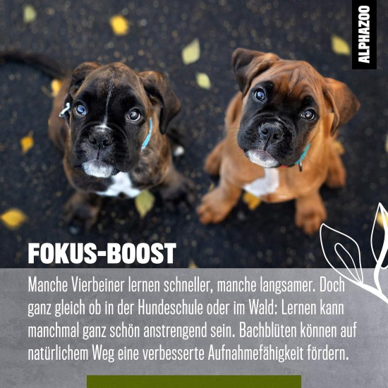 alphazoo Seelenruhe Anti-Stress Bach Flowers for Dogs and Cats 15 g I Globules Calming Tablets Against Hustle and Stress I Natural Soothing Agent alphazoo Seelenruhe Anti-Stress Bach Flowers for Dogs and Cats 15 g I Globules Calming Tablets Against Hustle and Stress I Natural Soothing Agent