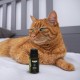 alphazoo Seelenruhe Combi Dogs, Calming Tablets, Oil for Dogs & Bach Flowers, Soothing, Relaxing & Against Stress, Natural & Relax alphazoo Seelenruhe Combi Dogs, Calming Tablets, Oil for Dogs & Bach Flowers, Soothing, Relaxing & Against Stress, Natural & Relax