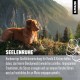 alphazoo Seelenruhe Combi Dogs, Calming Tablets, Oil for Dogs & Bach Flowers, Soothing, Relaxing & Against Stress, Natural & Relax alphazoo Seelenruhe Combi Dogs, Calming Tablets, Oil for Dogs & Bach Flowers, Soothing, Relaxing & Against Stress, Natural & Relax