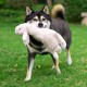 2-in-1 Squeaky Dog Toy with Soft, Durable Fabric for Small, Medium and Large Pets - No Filling for Playing Around the House, 4 Figures, Size L 2-in-1 Squeaky Dog Toy with Soft, Durable Fabric for Small, Medium and Large Pets - No Filling for Playing Around the House, 4 Figures, Size L