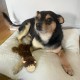 2-in-1 Squeaky Dog Toy with Soft, Durable Fabric for Small, Medium and Large Pets - No Filling for Playing Around the House, 4 Figures, Size L 2-in-1 Squeaky Dog Toy with Soft, Durable Fabric for Small, Medium and Large Pets - No Filling for Playing Around the House, 4 Figures, Size L