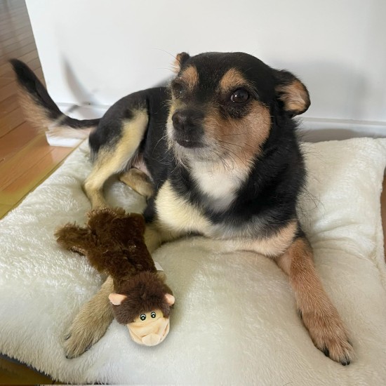 2-in-1 Squeaky Dog Toy with Soft, Durable Fabric for Small, Medium and Large Pets - No Filling for Playing Around the House, 4 Figures, Size L 2-in-1 Squeaky Dog Toy with Soft, Durable Fabric for Small, Medium and Large Pets - No Filling for Playing Around the House, 4 Figures, Size L