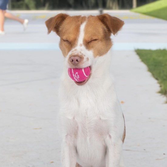 2-in-1 Squeaky Dog Toy with Soft, Durable Fabric for Small, Medium and Large Pets - No Filling for Playing Around the House, 4 Figures, Size L 2-in-1 Squeaky Dog Toy with Soft, Durable Fabric for Small, Medium and Large Pets - No Filling for Playing Around the House, 4 Figures, Size L