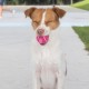 2-in-1 Squeaky Dog Toy with Soft, Durable Fabric for Small, Medium and Large Pets - No Filling for Playing Around the House, 4 Figures, Size L 2-in-1 Squeaky Dog Toy with Soft, Durable Fabric for Small, Medium and Large Pets - No Filling for Playing Around the House, 4 Figures, Size L