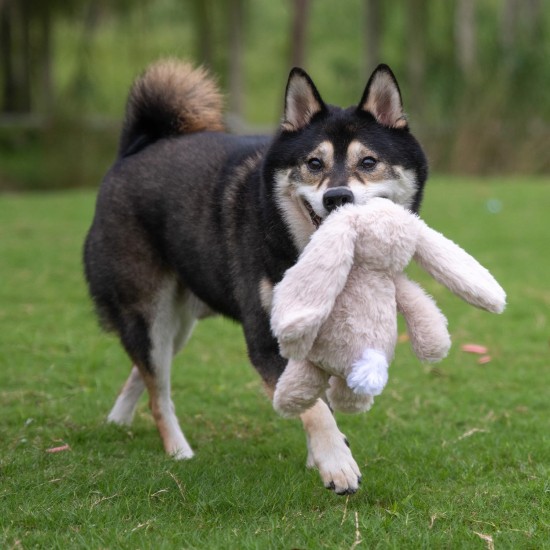 2-in-1 Squeaky Dog Toy with Soft, Durable Fabric for Small, Medium and Large Pets - No Filling for Playing Around the House, 4 Figures, Size L 2-in-1 Squeaky Dog Toy with Soft, Durable Fabric for Small, Medium and Large Pets - No Filling for Playing Around the House, 4 Figures, Size L