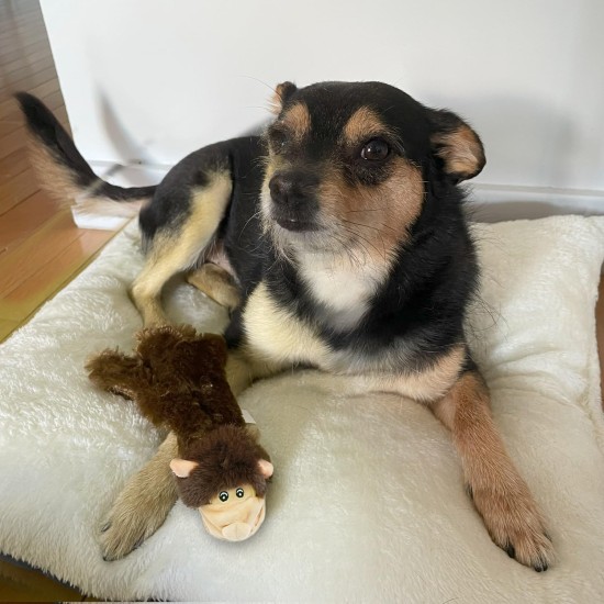 2-in-1 Squeaky Dog Toy with Soft, Durable Fabric for Small, Medium and Large Pets - No Filling for Playing Around the House, 4 Figures, Size L 2-in-1 Squeaky Dog Toy with Soft, Durable Fabric for Small, Medium and Large Pets - No Filling for Playing Around the House, 4 Figures, Size L