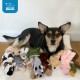 2-in-1 Squeaky Dog Toy with Soft, Durable Fabric for Small, Medium and Large Pets - No Filling for Playing Around the House, 4 Figures, Size L 2-in-1 Squeaky Dog Toy with Soft, Durable Fabric for Small, Medium and Large Pets - No Filling for Playing Around the House, 4 Figures, Size L