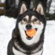 2-in-1 Squeaky Dog Toy with Soft, Durable Fabric for Small, Medium and Large Pets - No Filling for Playing Around the House, 4 Figures, Size L 2-in-1 Squeaky Dog Toy with Soft, Durable Fabric for Small, Medium and Large Pets - No Filling for Playing Around the House, 4 Figures, Size L