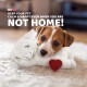 All For Paws AFP Little Buddy - Heart Beat Sheep White
