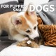All For Paws Rabbit Dog Toy with Squeaker, 6-inch All For Paws Rabbit Dog Toy with Squeaker, 6-inch