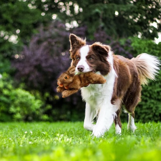 All For Paws Rabbit Dog Toy with Squeaker, 6-inch All For Paws Rabbit Dog Toy with Squeaker, 6-inch