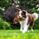 All For Paws Rabbit Dog Toy with Squeaker, 6-inch All For Paws Rabbit Dog Toy with Squeaker, 6-inch