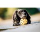Ball in ball, natural rubber, Medium Size ø 7 cm - Dogs go mad for these (they love the sensation)! Ball in ball, natural rubber, Medium Size ø 7 cm - Dogs go mad for these (they love the sensation)!
