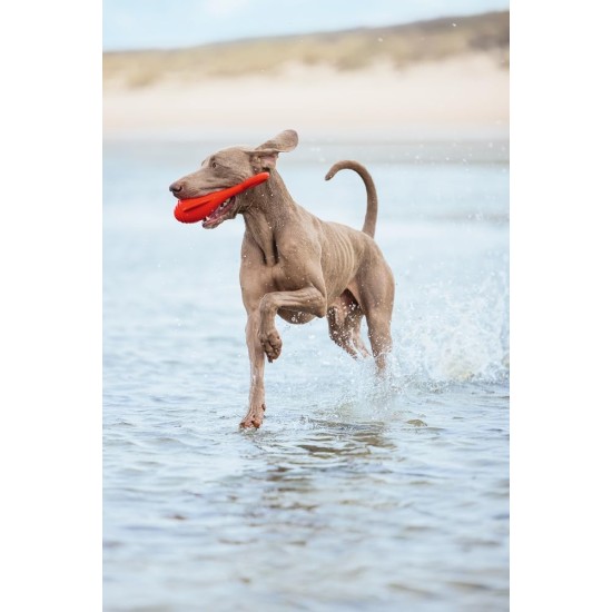 Beeztees Fliegende Boje, Hundespielzeug, TPR, Rot, 28x13x8 cm Beeztees Fliegende Boje, Hundespielzeug, TPR, Rot, 28x13x8 cm