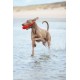Beeztees Fliegende Boje, Hundespielzeug, TPR, Rot, 28x13x8 cm Beeztees Fliegende Boje, Hundespielzeug, TPR, Rot, 28x13x8 cm