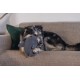 Beeztees Minus One Lobster Dog Toy, Grey, 41 x 25 x 17 cm Beeztees Minus One Lobster Dog Toy, Grey, 41 x 25 x 17 cm