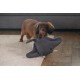 Beeztees Minus One Lobster Dog Toy, Grey, 41 x 25 x 17 cm Beeztees Minus One Lobster Dog Toy, Grey, 41 x 25 x 17 cm