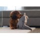 Beeztees Minus One Lobster Dog Toy, Grey, 41 x 25 x 17 cm Beeztees Minus One Lobster Dog Toy, Grey, 41 x 25 x 17 cm