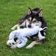 Best Pet Supplies Chicken Crinkle Plush Dog Toys for Interactive Play, Puppy and Senior Game, Colorful Chicken Toy, Cute and Cuddly Crinkle Chicken (Blue) Best Pet Supplies Chicken Crinkle Plush Dog Toys for Interactive Play, Puppy and Senior Game, Colorful Chicken Toy, Cute and Cuddly Crinkle Chicken (Blue)